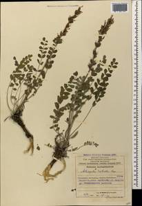 Астрагал крепкий Bunge, Кавказ, Азербайджан (K6) (Азербайджан)