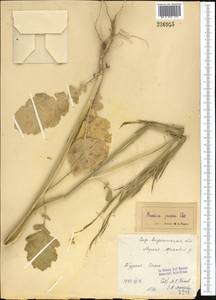 Капуста сизая, Сарептская горчица (L.) Czern., Средняя Азия и Казахстан, Сырдарьинские пустыни и Кызылкумы (M7) (Казахстан)