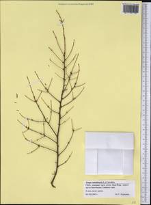 Tsuga canadensis (L.) Carrière, Америка (AMER) (США)