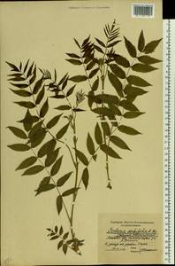 Рябинник рябинолистный (L.) A.Braun, Восточная Европа, Московская область и Москва (E4a) (Россия)