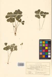 Кислица обыкновенная L., Сибирь, Дальний Восток (S6) (Россия)