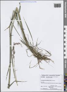 Арктополевица широколистная (R.Br.) Griseb., Сибирь, Центральная Сибирь (S3) (Россия)