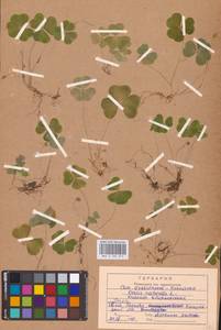 Кислица обыкновенная L., Восточная Европа, Центральный район (E4) (Россия)