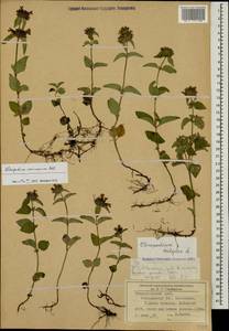Пахучка обыкновенная L., Кавказ, Ставропольский край, Карачаево-Черкесия, Кабардино-Балкария (K1b) (Россия)