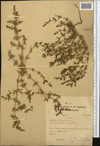 Soda inermis (Moench) Fourr., Средняя Азия и Казахстан, Северный и Центральный Казахстан (M10) (Казахстан)