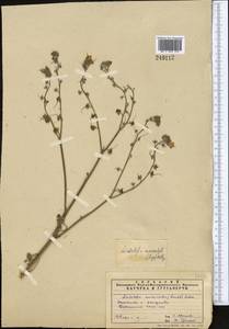 Lindelofia anchusoides subsp. anchusoides, Средняя Азия и Казахстан, Памир и Памиро-Алай (M2) (Узбекистан)