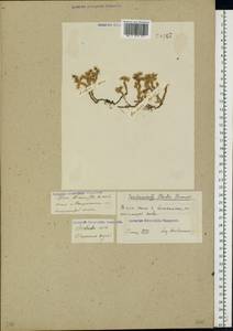 Очиток едкий L., Восточная Европа, Восточный район (E10) (Россия)