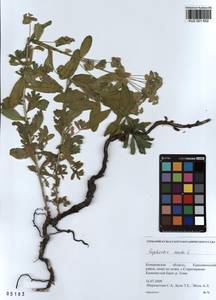 KUZ 001 652, Молочай острый L., Сибирь, Алтай и Саяны (S2) (Россия)