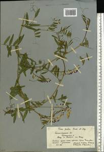 Горошек двулетний L., Восточная Европа, Нижневолжский район (E9) (Россия)