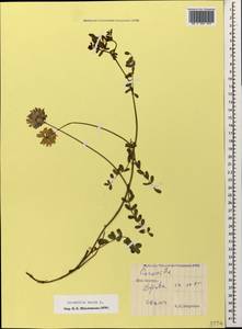 Вязель пестрый, Вязель разноцветный L., Кавказ, Южная Осетия (K4b) (Южная Осетия)