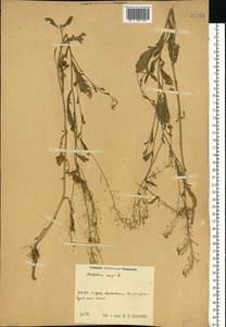 Rorippa × armoracioides (Tausch) Fuss, Восточная Европа, Центральный район (E4) (Россия)