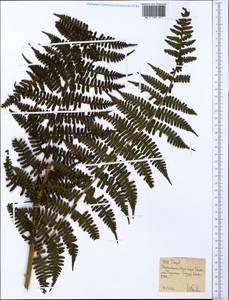 Polypodiopsida, Африка (AFR) (Эфиопия)