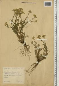 Тысячелистник тонколистный M. Bieb., Восточная Европа, Северо-Украинский район (E11) (Украина)