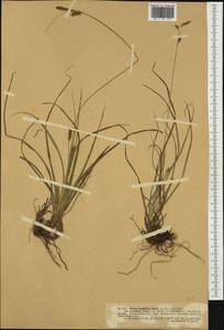 Carex depressa subsp. basilaris (Jord.) Cif. & Giacom., Западная Европа (EUR) (Франция)