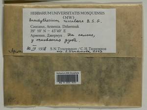 Brachythecium rivulare Schimp., Гербарий мохообразных, Мхи - Закавказье (B13) (Армения)