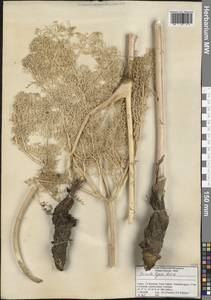 Ferula lycia Boiss., Зарубежная Азия (ASIA) (Турция)