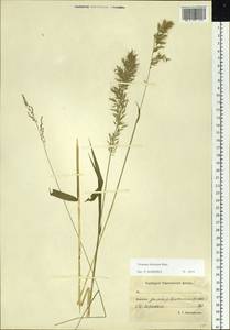 Sibirotrisetum sibiricum (Rupr.) Barberá, Сибирь, Чукотка и Камчатка (S7) (Россия)