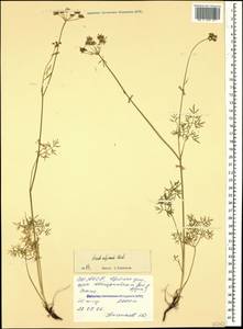 Lomatocarum alpinum (M. Bieb.) Fisch. & C. A. Mey., Кавказ, Северная Осетия, Ингушетия и Чечня (K1c) (Россия)