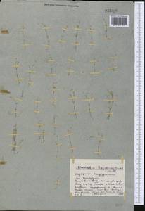 Sabulina regeliana (Trautv.) Dillenb. & Kadereit, Средняя Азия и Казахстан, Северный и Центральный Казахстан (M10) (Казахстан)