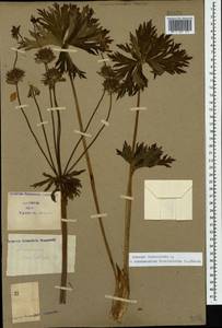 Anemonastrum narcissiflorum subsp. fasciculatum (L.) Raus, Кавказ, Армения (K5) (Армения)