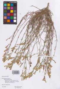 Смолевка приземистая M.Bieb., Восточная Европа, Центральный лесостепной район (E6) (Россия)