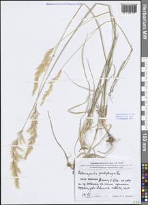 Вейник ложнотростниковидный (Haller f.) Koeler, Зарубежная Азия (ASIA) (КНР)