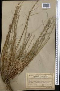 Artemisia oliveriana J. Gay ex DC., Средняя Азия и Казахстан, Западный Тянь-Шань и Каратау (M3) (Казахстан)