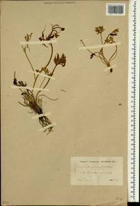 Ranunculus procumbens Boiss., Зарубежная Азия (ASIA) (Иран)