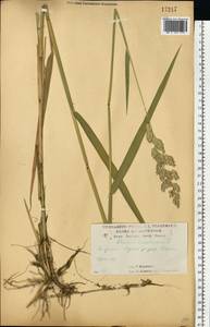 Двукисточник тростниковидный L., Восточная Европа, Центральный лесостепной район (E6) (Россия)