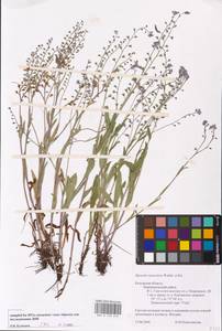 Myosotis alpestris subsp. suaveolens (Waldst. & Kit. ex Willd.) Strid, Восточная Европа, Центральный район (E4) (Россия)