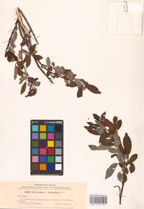Salix ×laurina Sm., Восточная Европа, Северо-Западный район (E2) (Россия)