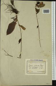 Crepis viscidula Froel., Западная Европа (EUR) (Болгария)