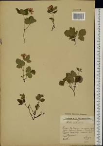 Малина арктическая, Княженика, Поленика L., Восточная Европа, Северный район (E1) (Россия)