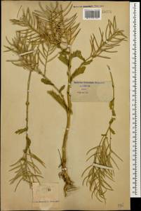 Сурепка подорожниковая DC., Кавказ (без точных местонахождений) (K0)