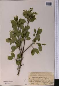 Жестер слабительный, Крушина слабительная L., Средняя Азия и Казахстан, Джунгарский Алатау и Тарбагатай (M5) (Казахстан)