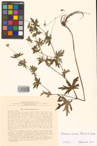 Герань даурская DC., Сибирь, Дальний Восток (S6) (Россия)