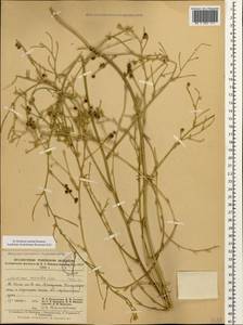 Medicago lessingii Fisch. & C.A.Mey. ex Kar., Кавказ, Ставропольский край, Карачаево-Черкесия, Кабардино-Балкария (K1b) (Россия)