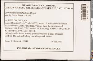 Sciuro-hypnum latifolium (Kindb.) Ignatov & Huttunen, Гербарий мохообразных, Мхи - Америка (BAm) (США)