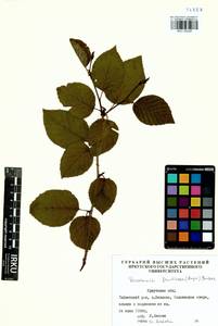 Ольховник кустарниковый, Ольха кустарниковая (Rupr.) Raus, Сибирь, Прибайкалье и Забайкалье (S4) (Россия)