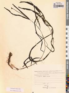 Рдест альпийский Balb., Сибирь, Чукотка и Камчатка (S7) (Россия)