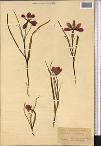Tulipa montana Lindl., Средняя Азия и Казахстан, Копетдаг, Бадхыз, Малый и Большой Балхан (M1) (Туркмения)