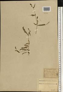 Горец малый (Huds.) Opiz, Восточная Европа, Центральный лесной район (E5) (Россия)