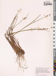 Juncus fauriensis subsp. kamschatcensis (Buchenau) Novikov, Сибирь, Дальний Восток (S6) (Россия)