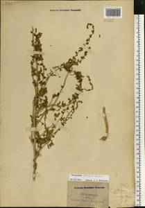 Blitum virgatum subsp. virgatum, Восточная Европа, Центральный район (E4) (Россия)