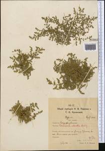 Грыжник многобрачный Gay, Средняя Азия и Казахстан, Северный и Центральный Казахстан (M10) (Казахстан)