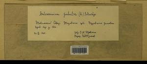 Aulacomnium palustre (Hedw.) Schwägr., Гербарий мохообразных, Мхи - Западная Сибирь (включая Алтай) (B15) (Россия)