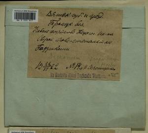 Dicranum scoparium Hedw., Гербарий мохообразных, Мхи - Пермский край, Удмуртия, Свердловская и Кировская области (B8) (Россия)