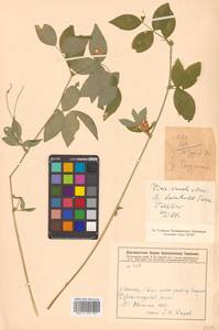 Горошек разветвленный (Maxim.) Ohwi, Сибирь, Дальний Восток (S6) (Россия)