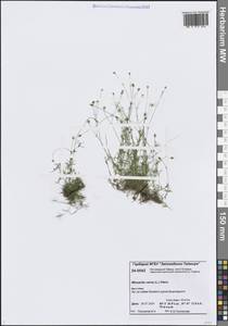 Минуарция весенняя, Сибирь, Центральная Сибирь (S3) (Россия)