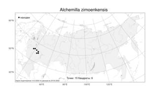 Alchemilla zimoenkensis, Манжетка зименковская Czkalov, Атлас флоры России (FLORUS) (Россия)